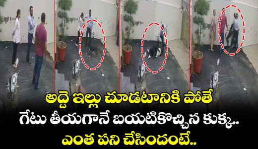 a-couple-was-allegedly-attacked-by-a-pitbull-dog-while-visiting-a-property-in-patiala-with-a-real-estate-dealer_wfF3TDWrQM