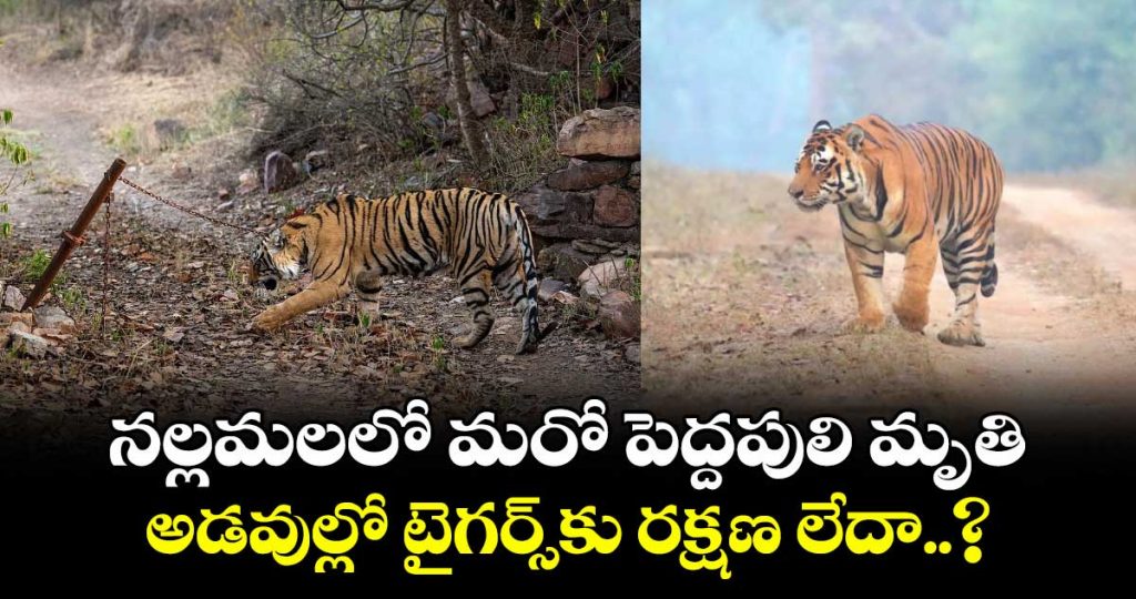no-safety-even-for-tigers-another-big-cat-death-surfaces-in-nallamala_6w4BhaNT3Y