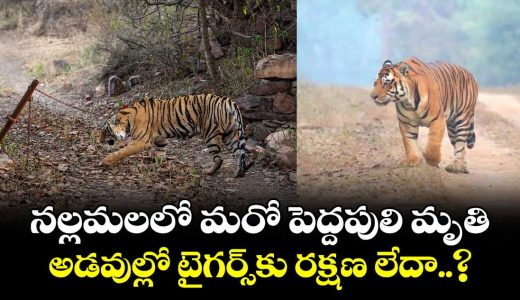 no-safety-even-for-tigers-another-big-cat-death-surfaces-in-nallamala_6w4BhaNT3Y