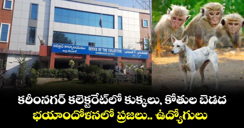 karimnagar-collecorate-visitors-and-employees-fear-with-dogs-and-monkeys_4HmE7FtxIi