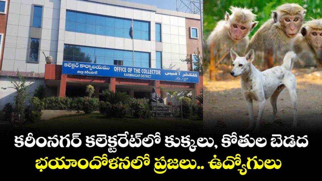 karimnagar-collecorate-visitors-and-employees-fear-with-dogs-and-monkeys_4HmE7FtxIi