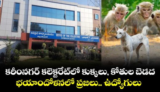karimnagar-collecorate-visitors-and-employees-fear-with-dogs-and-monkeys_4HmE7FtxIi