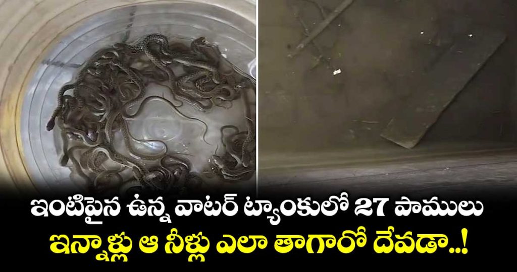 27-baby-snakes-rescued-from-water-tank-inside-house-in-sarai-village_xEk3aBv6FS
