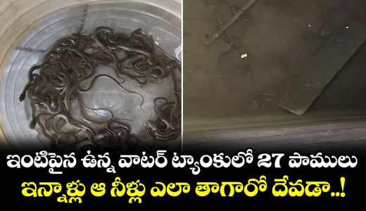 27-baby-snakes-rescued-from-water-tank-inside-house-in-sarai-village_xEk3aBv6FS