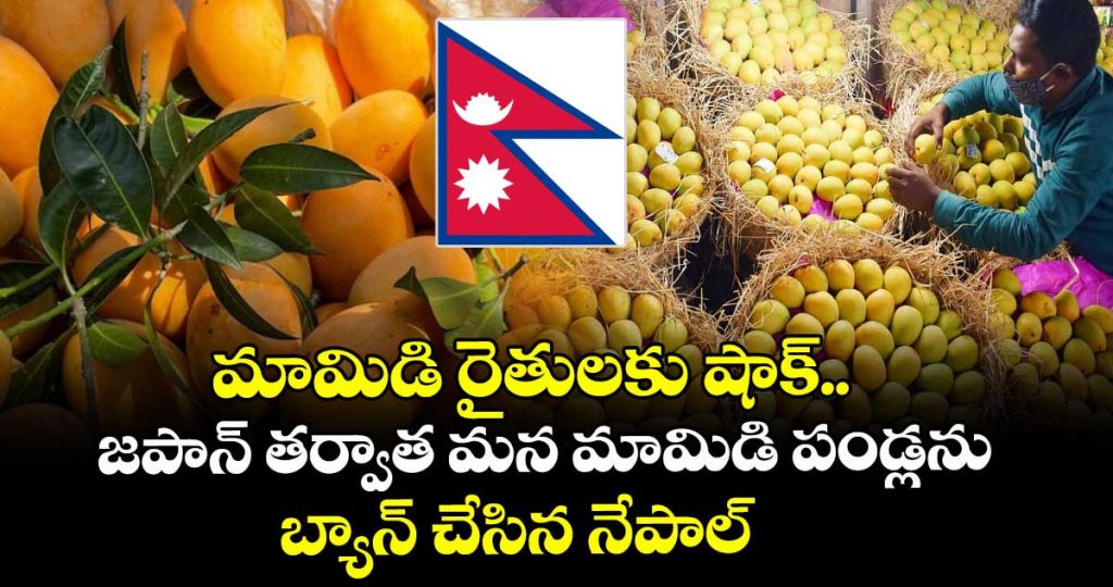 after-japan-nepal-bans-import-of-indian-mangoes-over-this-issue_SkEqVHi4hx