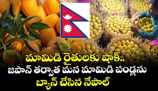 after-japan-nepal-bans-import-of-indian-mangoes-over-this-issue_SkEqVHi4hx