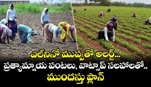 agriculture-department-has-prepared-a-crop-plan-keeping-el-nio-conditions-in-mind_jT6udqtO4L