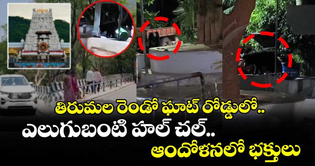 bear-sighting-creates-panic-on-tirumala-ghat-road-ttd-tightens-security-measures_sfY2QpEOu4