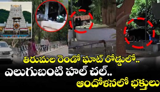 bear-sighting-creates-panic-on-tirumala-ghat-road-ttd-tightens-security-measures_sfY2QpEOu4
