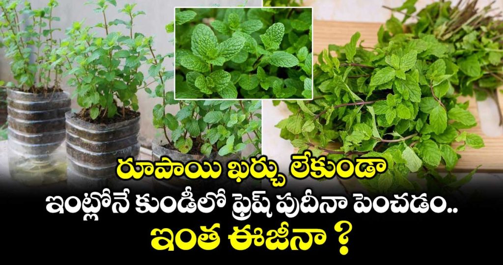 how-to-grow-mint-plants-at-home-in-pots-by-these-easy-methods-_FwBhu1bkVW