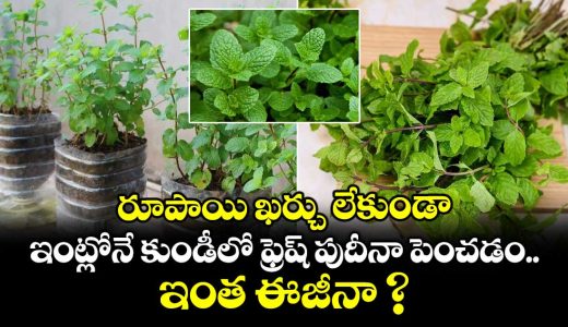 how-to-grow-mint-plants-at-home-in-pots-by-these-easy-methods-_FwBhu1bkVW