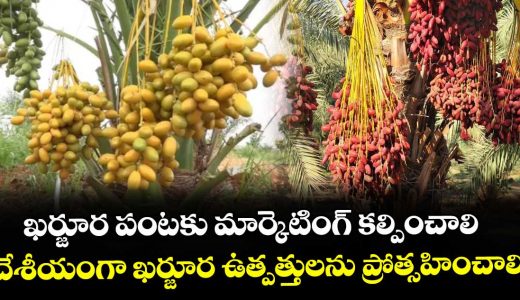 khurjara-crop-maketting-providing-request-to-professor-gopalan-vidyasagar_GpHBcPI8k9