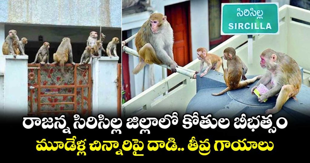 monkeys-attack-on-three-years-old-girl-at-rajanna-siricilla-district-of-telangana_iORMkPHY32