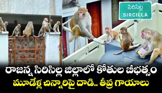 monkeys-attack-on-three-years-old-girl-at-rajanna-siricilla-district-of-telangana_iORMkPHY32