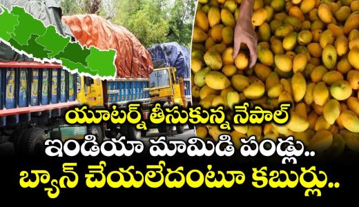 nepal-u-turn-no-ban-on-indian-mangoes-kathmandu-clarifies-imports-allowed-after-quality-checks_UyLTAweC6m