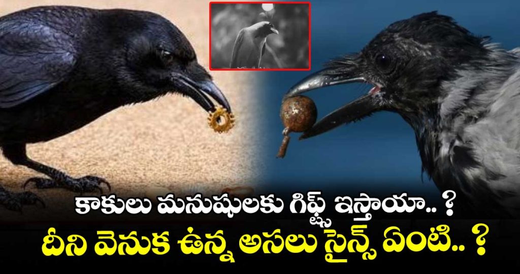 why-do-crows-sometimes-leave-gifts-for-humans-know-these-intresting-facts_gyUBhVCQcL