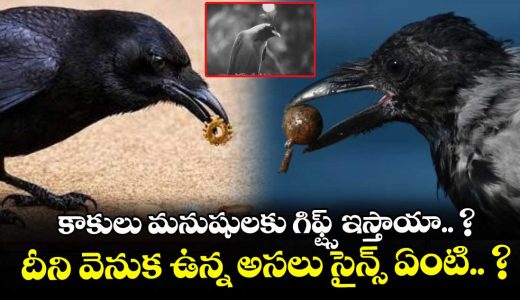 why-do-crows-sometimes-leave-gifts-for-humans-know-these-intresting-facts_gyUBhVCQcL