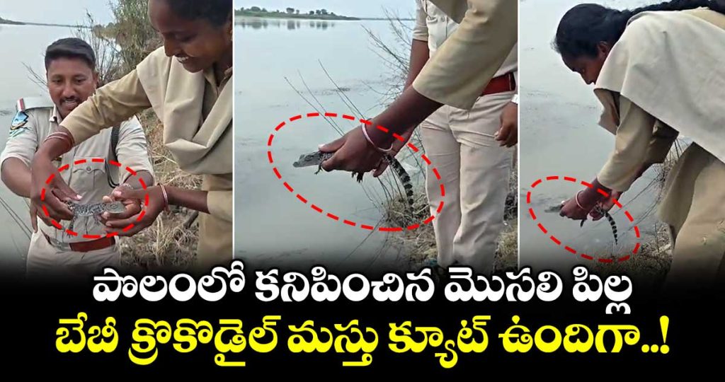 baby-crocodile-was-found-in-an-agricultural-field-on-the-outskirts-of-parigam-village-in-kumuram-bheem-asifabad-district_LgQ6bl2GOJ