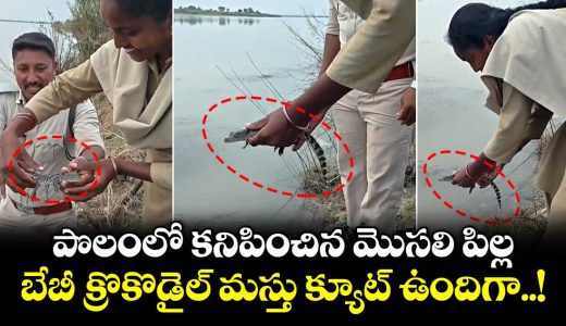 baby-crocodile-was-found-in-an-agricultural-field-on-the-outskirts-of-parigam-village-in-kumuram-bheem-asifabad-district_LgQ6bl2GOJ