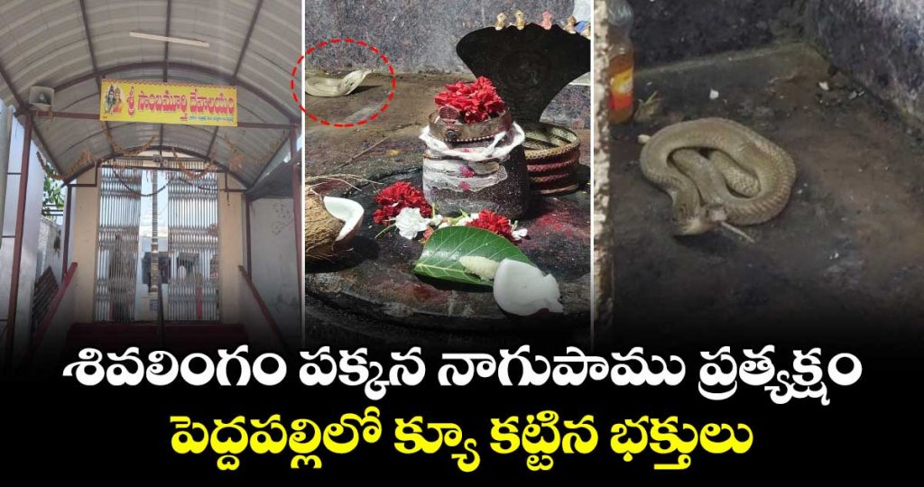 divine-cobra-appears-beside-shiva-lingam-at-rachapalli-sambamurthy-temple-in-peddapally_tk1MQj98y7