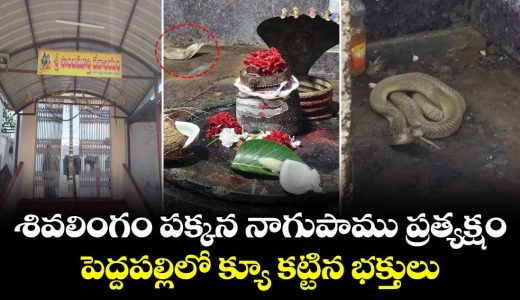 divine-cobra-appears-beside-shiva-lingam-at-rachapalli-sambamurthy-temple-in-peddapally_tk1MQj98y7