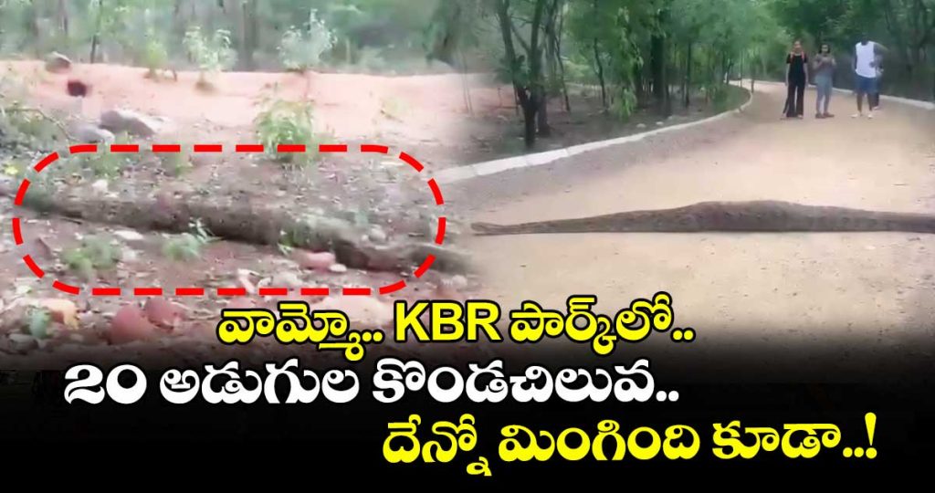 giant-20-foot-python-was-spotted-inside-kbr-national-park_OqKsaIH6St