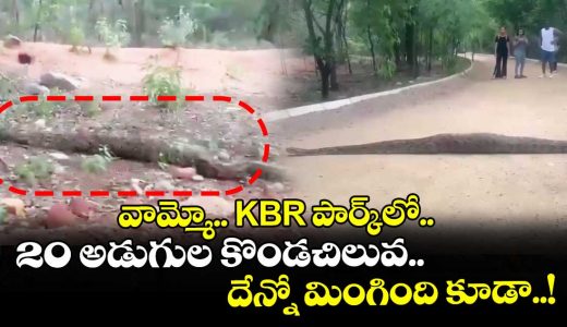 giant-20-foot-python-was-spotted-inside-kbr-national-park_OqKsaIH6St