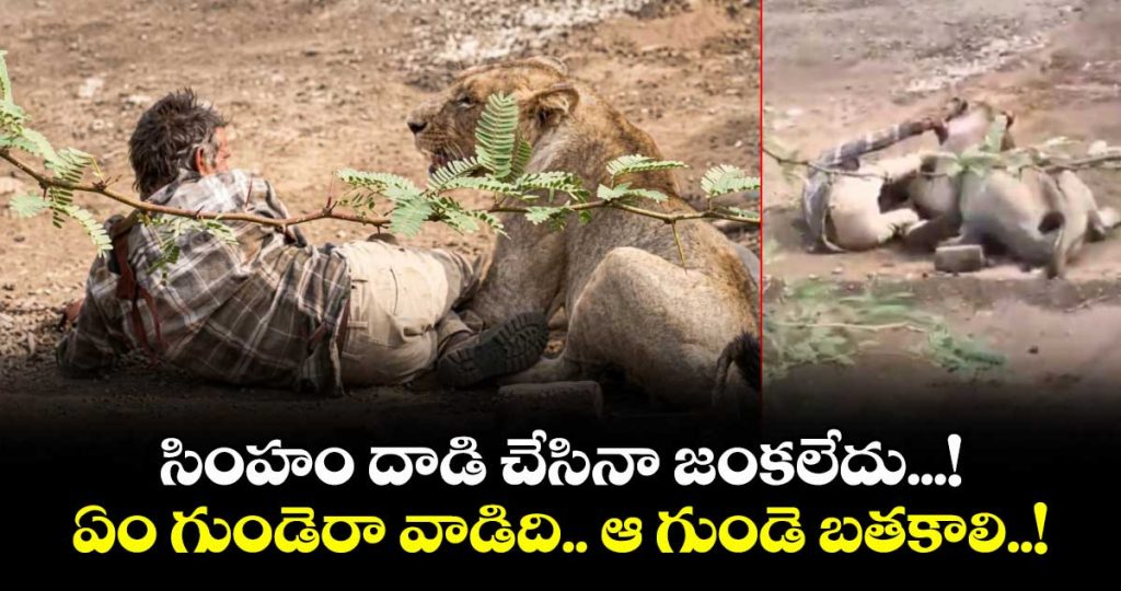 no-less-than-miracle-pinned-by-lioness-for-30-minutes-gujarat-man-stays-calm-pats-big-cat-and-survives_bBWTvR1wd9