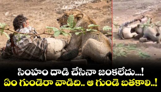 no-less-than-miracle-pinned-by-lioness-for-30-minutes-gujarat-man-stays-calm-pats-big-cat-and-survives_bBWTvR1wd9