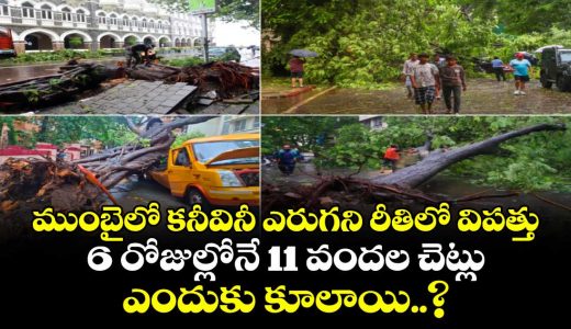 over-1100-in-just-6-days-mumbais-tree-fall-count-surpasses-entire-monsoon-figures_QdlDkYh1EK