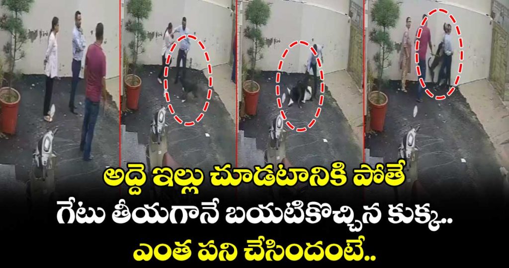 a-couple-was-allegedly-attacked-by-a-pitbull-dog-while-visiting-a-property-in-patiala-with-a-real-estate-dealer_wfF3TDWrQM