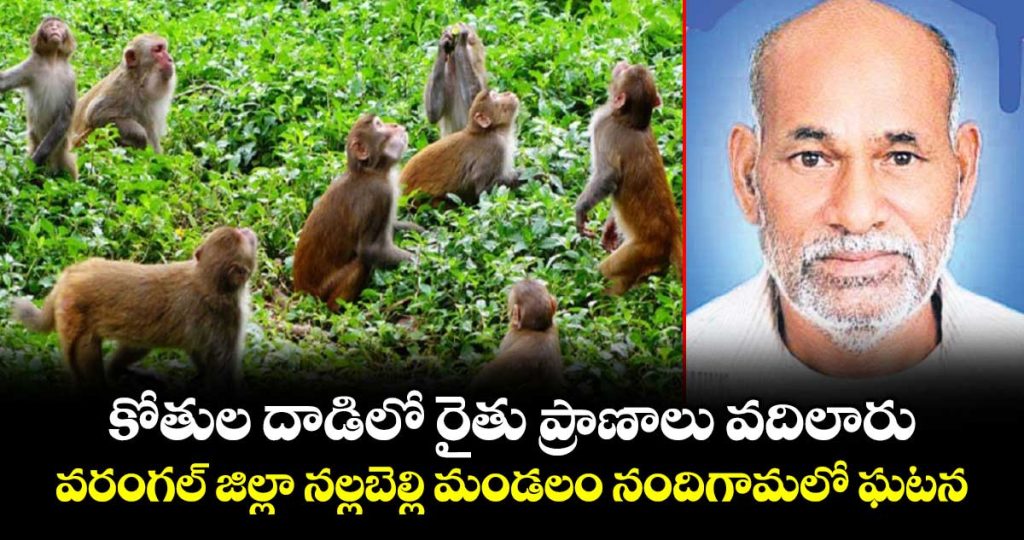 warangal-farmer-life-less-with-monkeys-attack_BkwoWR3gaM