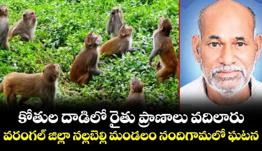 warangal-farmer-life-less-with-monkeys-attack_BkwoWR3gaM